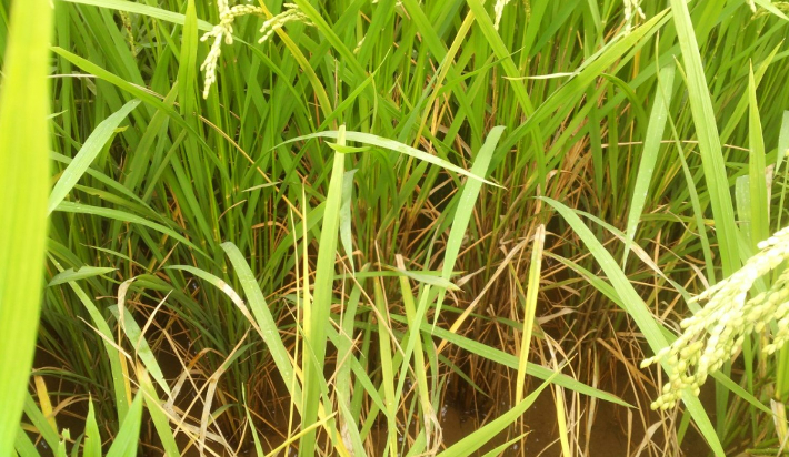 잎집무늬마름병. 진천군 제공