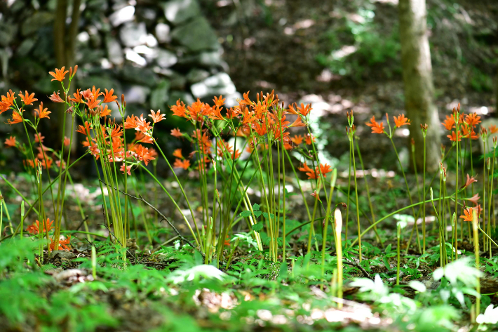 한국 특산식물인 백양꽃(Lycoris koreana). 내장산국립공원사무소 제공