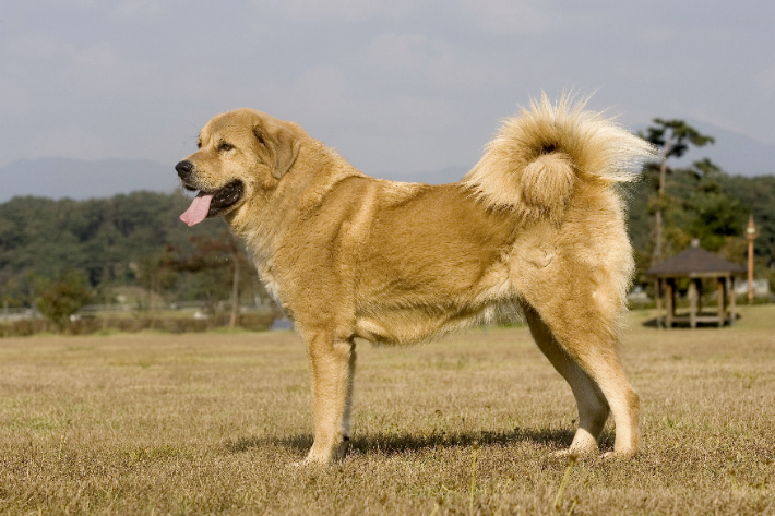 오수개. 임실군 제공