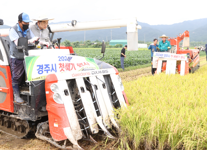 주낙영 경주시장과 이동협 시의회의장이 27일 남산동 일원에서 첫 벼베기 행사에 참여하고 있다. 경주시 제공