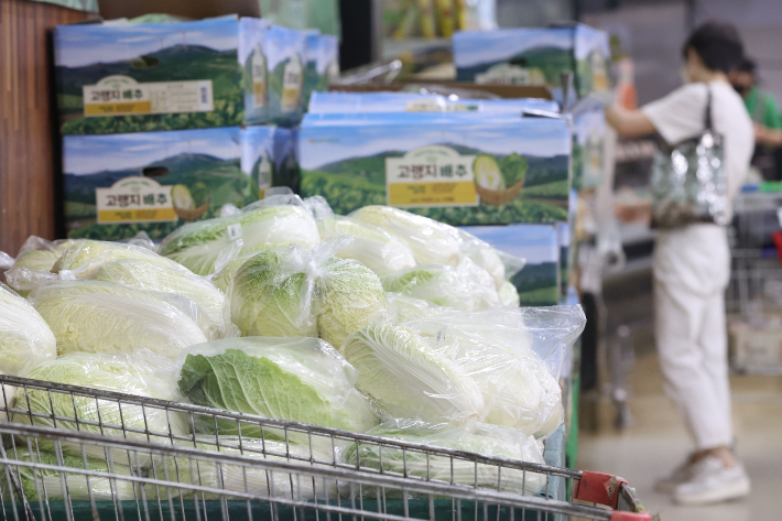 28일 서울의 한 대형마트에서 시민이 배추를 고르고 있다. 추석 성수품 수급 상황 점검 회의를 통해 농림축산식품부는 송미령 장관 주재로 매일 회의를 열어 배추, 무, 사과, 배, 한우 등 추석 성수품 수급 상황을 점검하기로 했다. 연합뉴스