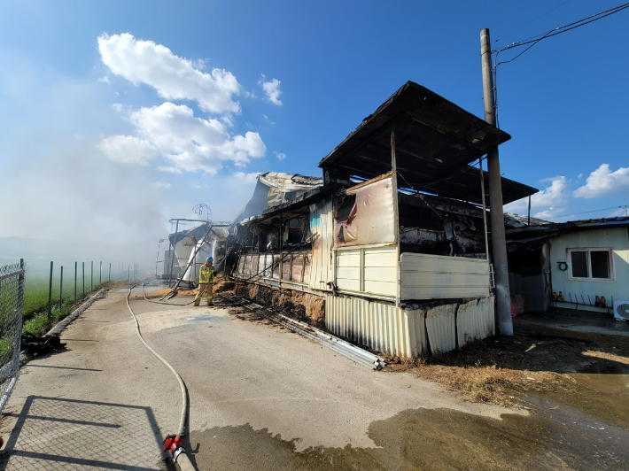 용인시 처인구 돼지농장 화재 현장. 경기도소방재난본부 제공