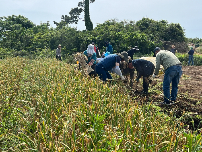 마늘 수확 현장. 제주도 제공