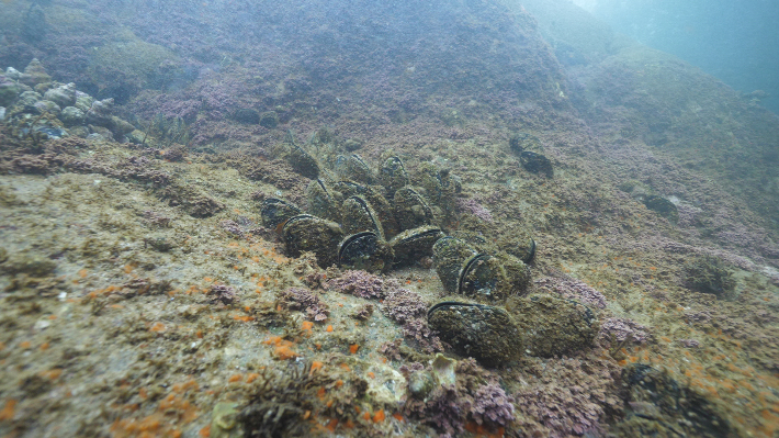 군산시가 연도 인근 해역에 방류한 참담치 치패가 안착한 것으로 조사됐다. 군산시 제공