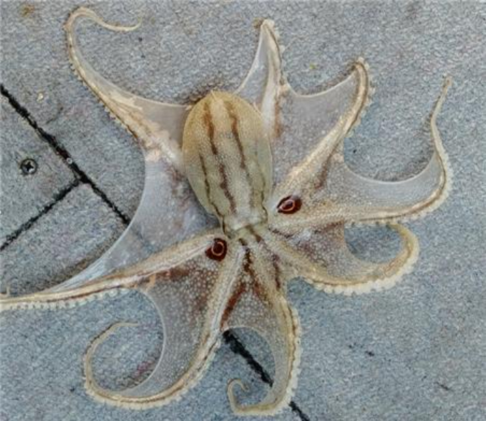 해양수산부 국립수산과학원(이하 수과원)은 지난달 31일 기준으로 주꾸미 금어기가 종료됨에 따라, 가을철 주꾸미 어획이 시작되는 시점에서 어린 주꾸미 보호를 강조하고 나섰다. 국립수산과학원 제공