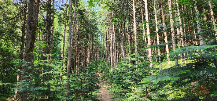 진안 부귀 편백숲 산림욕장. 전북도 제공