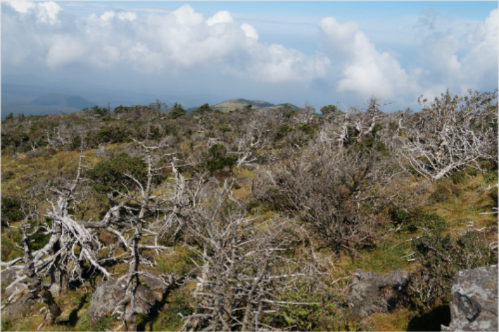 한라산 구상나무