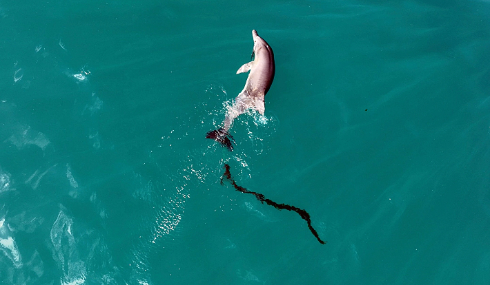 폐그물에 걸린 새끼 남방큰돌고래. 제주대 돌고래연구팀 제공