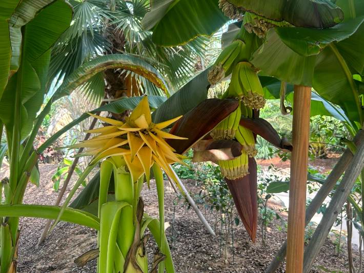 상서로운 꽃이 핀 광주시립수목원의 황금연꽃 바나나 꽃. 광주시립수목원 제공