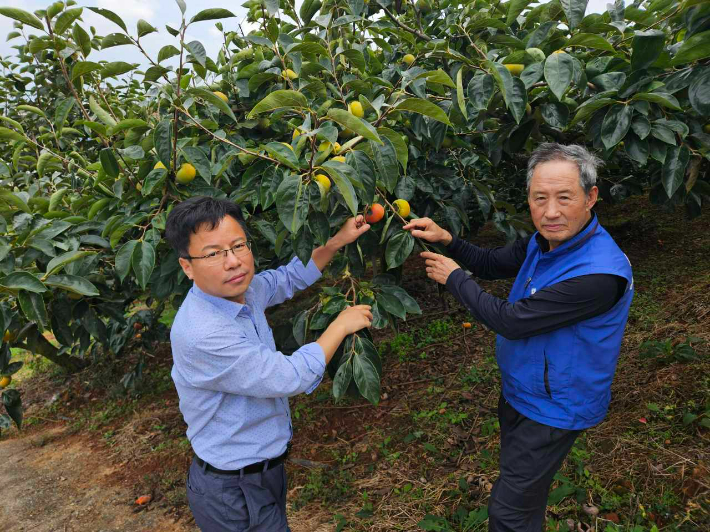 단감 재배 농가에서 현장 기술지도에 나선 창원시 농업기술센터. 창원시 제공