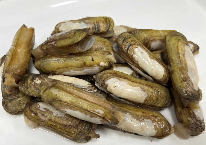 가리맛조개. 전라남도 제공 