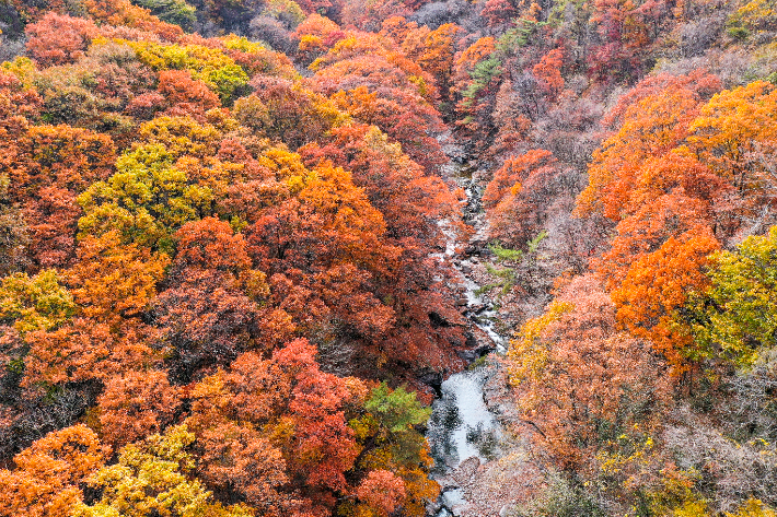 전북 남원 지리산 뱀사골. 남원시 제공