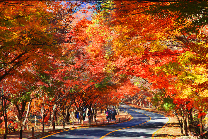 전북 정읍 내장산. 정읍시 제공