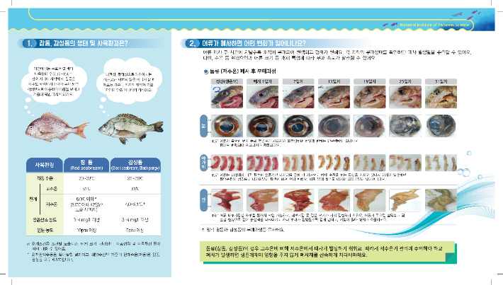 해양수산부 국립수산과학원이 저수온에 취약한 참돔, 감성돔 등 돔류의 폐사 징후와 부패 과정을 담은 리플릿을 제작했다. 사진은 돔류 리플릿. 수과원 제공
