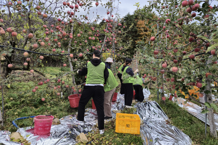 봉사자들은 600평의 과수밭에서 사과 따기 작업에 참여했다. 포항YMCA 제공