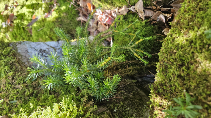 시민 과학자 '식물조사단'이 촬영한 휘귀 식물인 왕다람쥐꼬리 사진. 무등산국립공원 사무소 제공