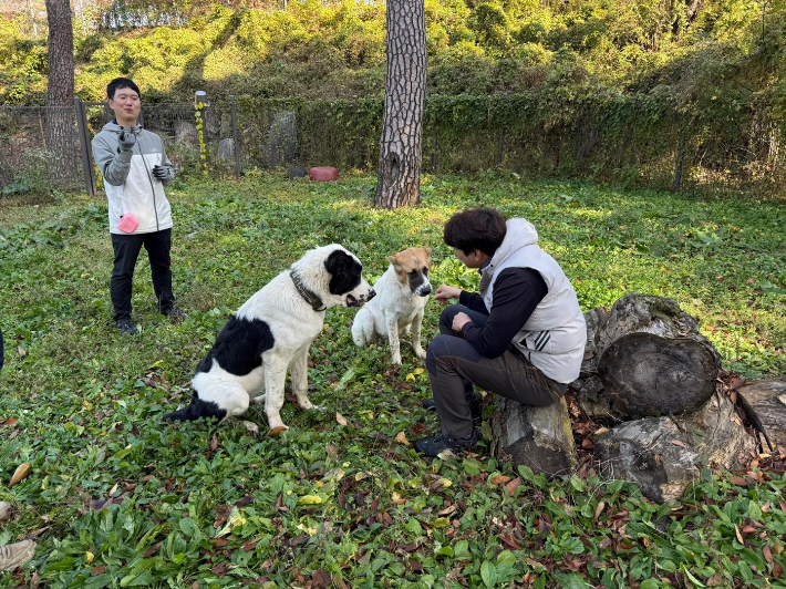 서울대공원으로 거처 옮긴 투르크 국견 알라바이. 연합뉴스
