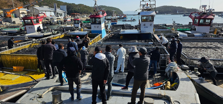 도화면 구암 위판장 물김 위판. 고흥군 제공