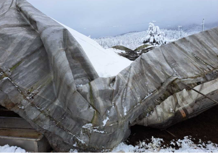 눈의 문게를 이기지 못하고 지붕이 무너져 내린 내린 축사용 비닐하우스. 강원소방본부 제공