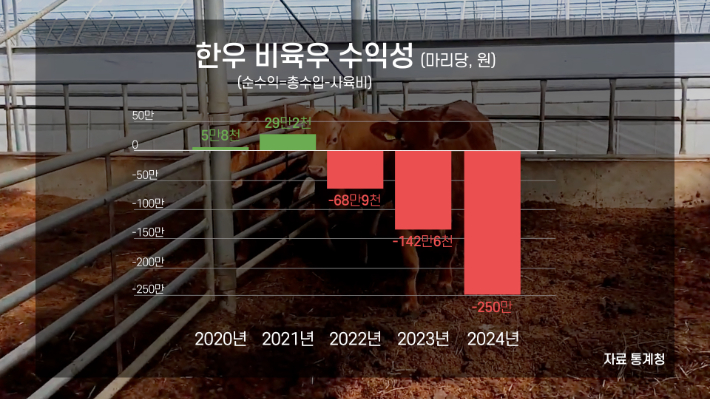 한우 비육우 수익성. 노컷TV 캡처