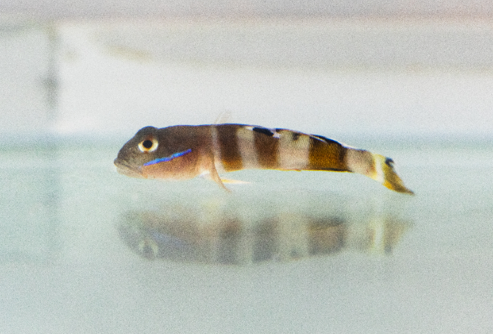 이번에 새로 발견된 어종. 등점복기망둑. 한국해양과학기술원 제공