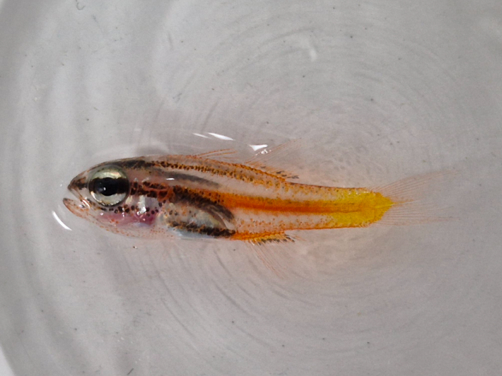 이번에 새로 발견된 어종. 큰금줄얼게비늘. 한국해양과학기술원 제공