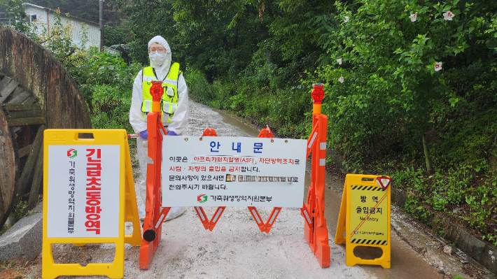 안동 아프리카돼지열별 발생 방역조치. 경북도 제공