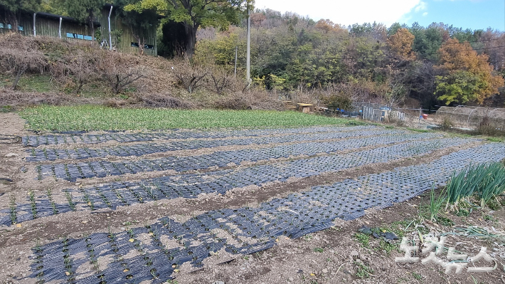 수확이 어느 정도 끝난 학교 텃밭의 모습. 박사라 기자 