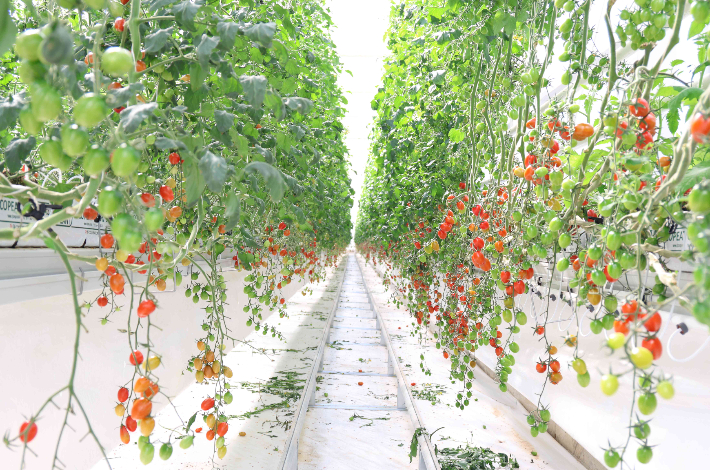 스마트온실-토마토 재배. 전라남도 제공 