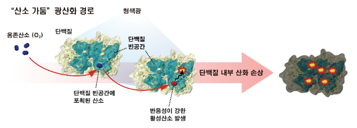 항산화 시스템을 피해 세포 단백질을 손상시키는 산소를 가두는 경로를 설명한 그림. UNIST 제공