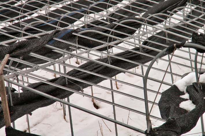 차광막을 걷은 인삼밭. 전북농업기술원 제공