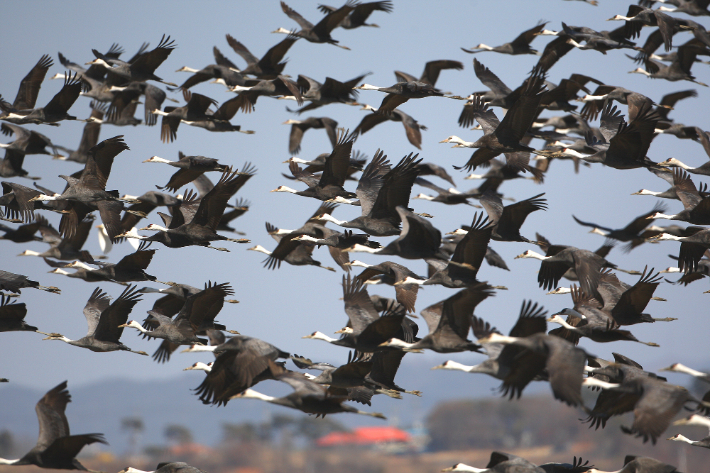 서산 천수만에서 지난해 3월 촬영된 흑두루미 군무. 서산시 제공
