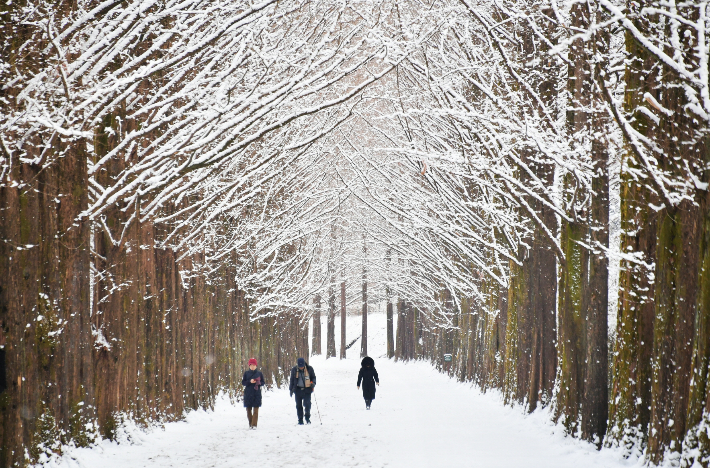 담양 메타세쿼이아 폭설. 담양군 제공