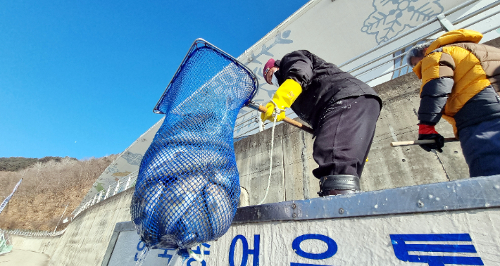 2025 화천산천어축제 개막을 이틀 앞둔 9일, 축제장 얼음낚시터에 산천어들이 투입되고 있다. 화천군 제공
