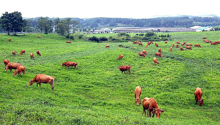 충북도 동물위생시험소 내 축산시험장 초지. 충북도 제공