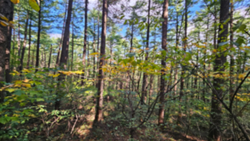 등산로 침엽수림. 동해시 제공