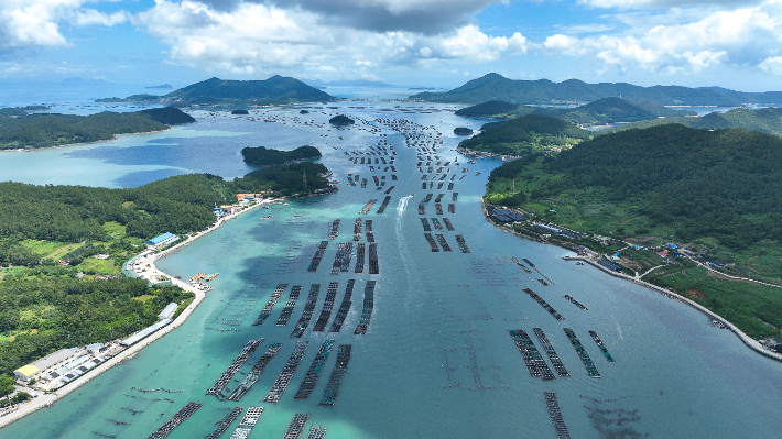 전남 완도군이 가격 폭락과 생산비 증가 등으로 어려움을 겪는 전복 양식 어가의 경영 회복을 위해 도비 포함 총 사업비 20억 원의 긴급 경영 안정 자금을 지원한다. 완도군 제공