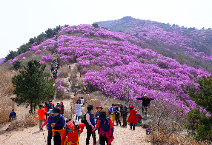 여수 영취산 전경. 여수시 제공
