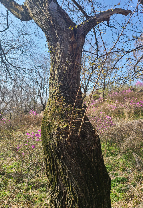 몽산성 시무나무. 당진시 제공