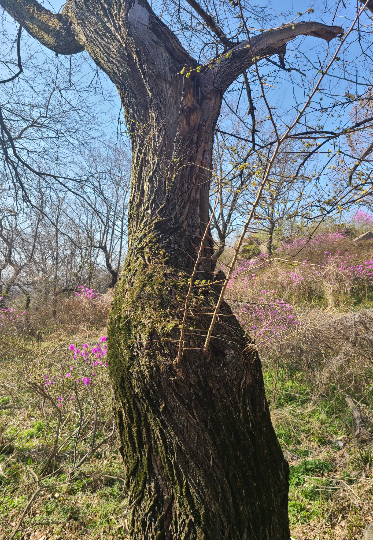 몽산성 시무나무. 당진시 제공
