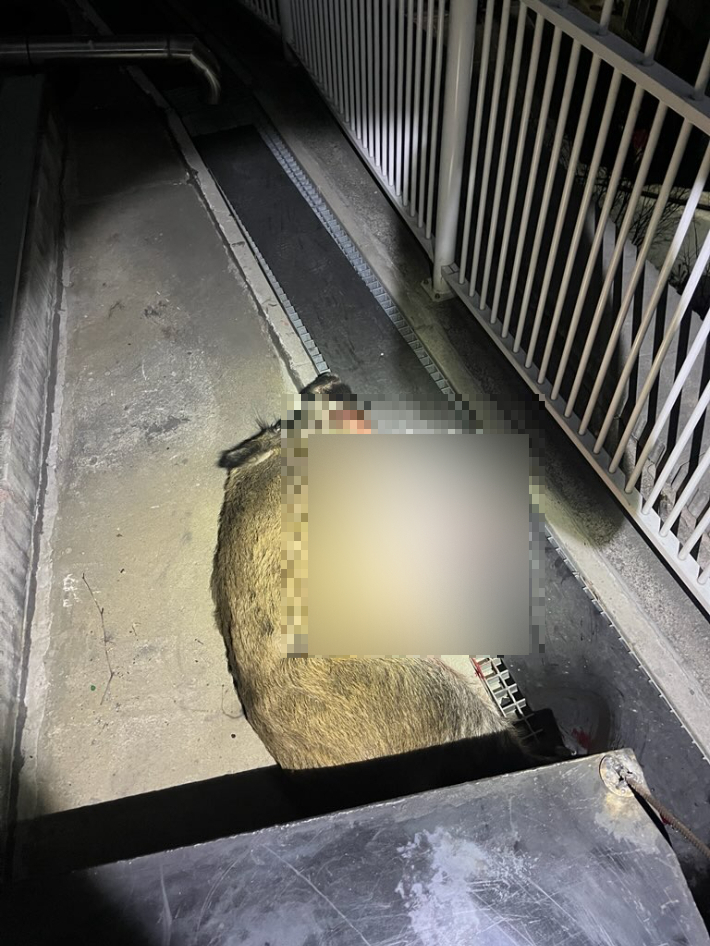 대구 서부소방서 제공