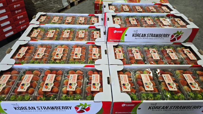 경남 수출 딸기. 경남도청 제공 