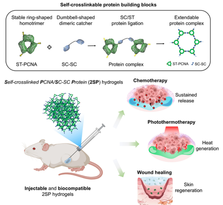 자가 가교형 단백질 하이드로젤의 생성 원리 및 국소 치료 증진효과. 연구그림 UNIST 제공