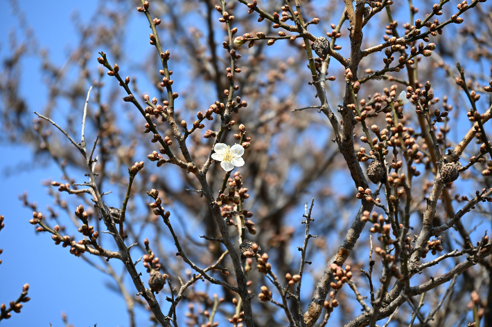 귀한 꽃망울을 터뜨린 광양 다압면 소학정 매화 모습. 광양시 제공 