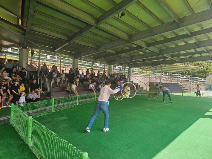 전남 진도군은 설 명절을 맞아 오는 28일부터 30일까지 진도개테마파크 일원에서 진돗개 특별 공연을 진행한다. 진도군 제공