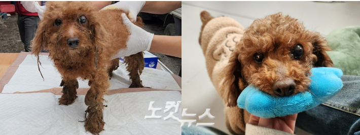 코볼이는 잔뜩 겁 먹은 채 구조돼 한동안 모든 것에 흥미가 없었지만, 어느 순간부터 장난감에 푹 빠졌다. 요즘은 인형을 가장 좋아해 내내 물고 다니면서 같이 놀자고 들이민다. 정혜린 기자 