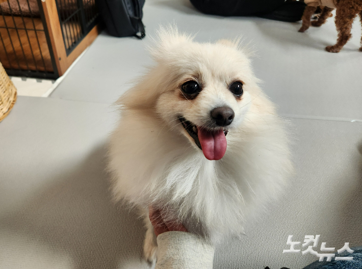 당시 만삭상태로 구조됐지만 결국 새끼들을 잃은 포포. 지금은 보호소의 막내로 누구보다 활발한 모습을 보여준다. 정혜린 기자