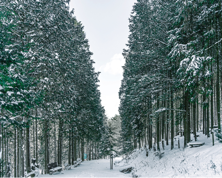 완주 상관 편백나무 숲. 전북도 제공
