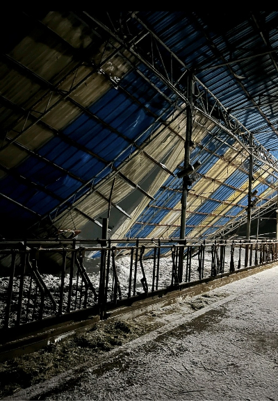 폭설에 지붕이 파손된 임실군 현곡리 축사. 전북자치도 제공