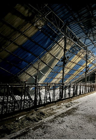 폭설에 지붕이 파손된 임실군 현곡리 축사. 전북자치도 제공